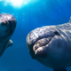 Illustration for article titled Wild dolphins will greet one another by exchanging names